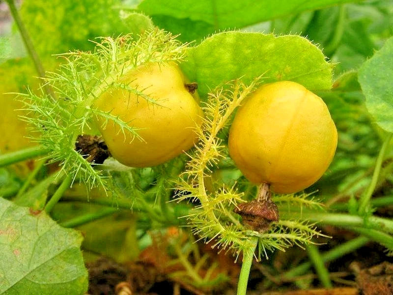 Bulk Mini Passion Fruit Rambosa Seeds (Passiflora foetida) – 150+ Premium Fresh Rare Exotic Wild Sweet Passion Fruit Seeds for Planting