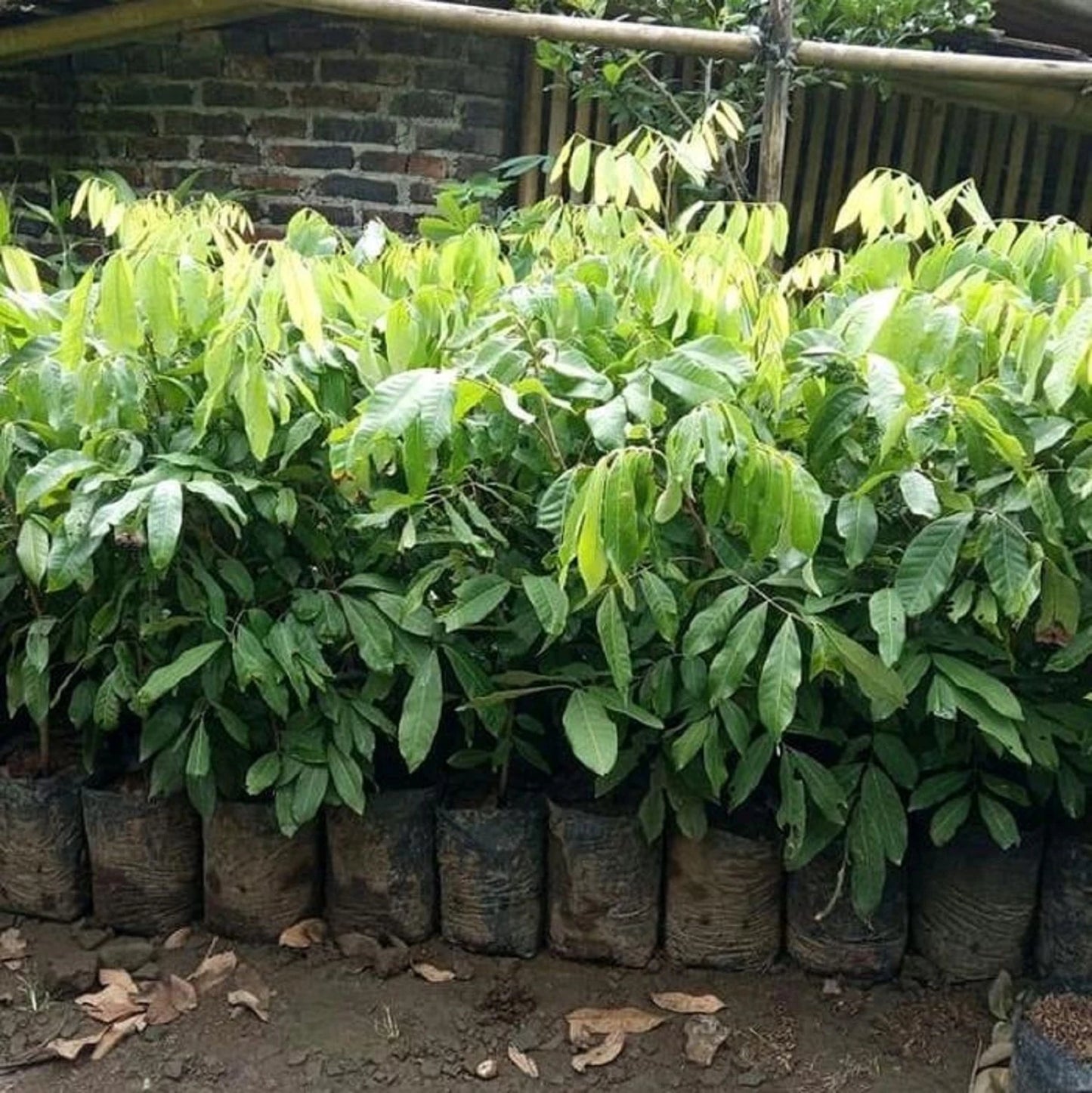 Kristalin Longan Fruit Tree - Grafted Sweet Tropical Variety