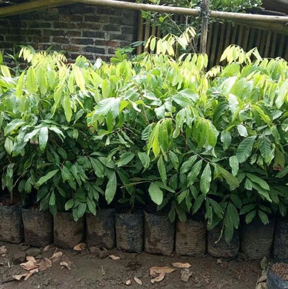 Kristalin Longan Fruit Tree - Grafted Sweet Tropical Variety