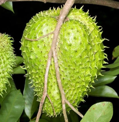 Guanabana Blanca Soursop Seeds (Annona muricata 'Guanabana Blanca') – 100 pcs Premium Fresh Rare Sweet Soursop Seeds
