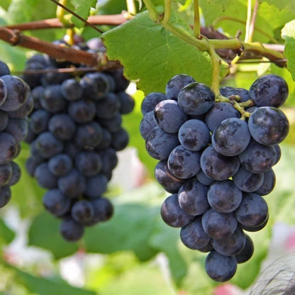 Kyoho Grape Seeds (Vitis vinifera) – 100 Premium Giant Black Table Grape Seeds