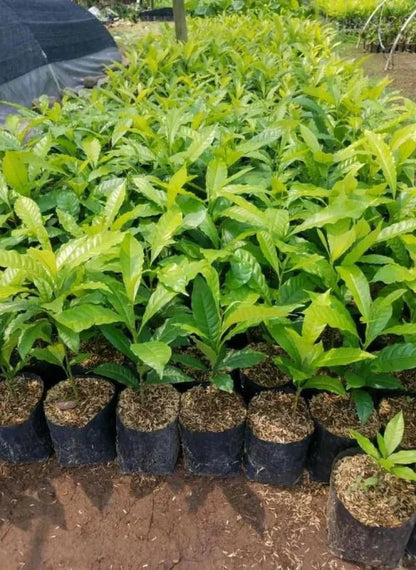 Grafted Abiu & Sapodilla Duo - Premium Tropical Fruit Trees
