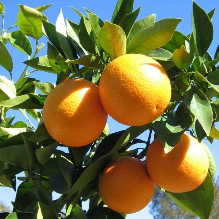 100+ Valencia Orange Seeds (Citrus sinensis) – Premium Sweet Citrus Fruit Tree & Juicing Orchard Seeds for Planting