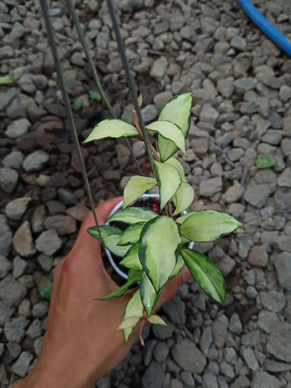 Hoya Lacunosa Souma Seeds (Hoya lacunosa var. Souma) – Premium Certified Rare Variegated Tropical Indoor Wax Plant Climbing Vine Seeds for Planting