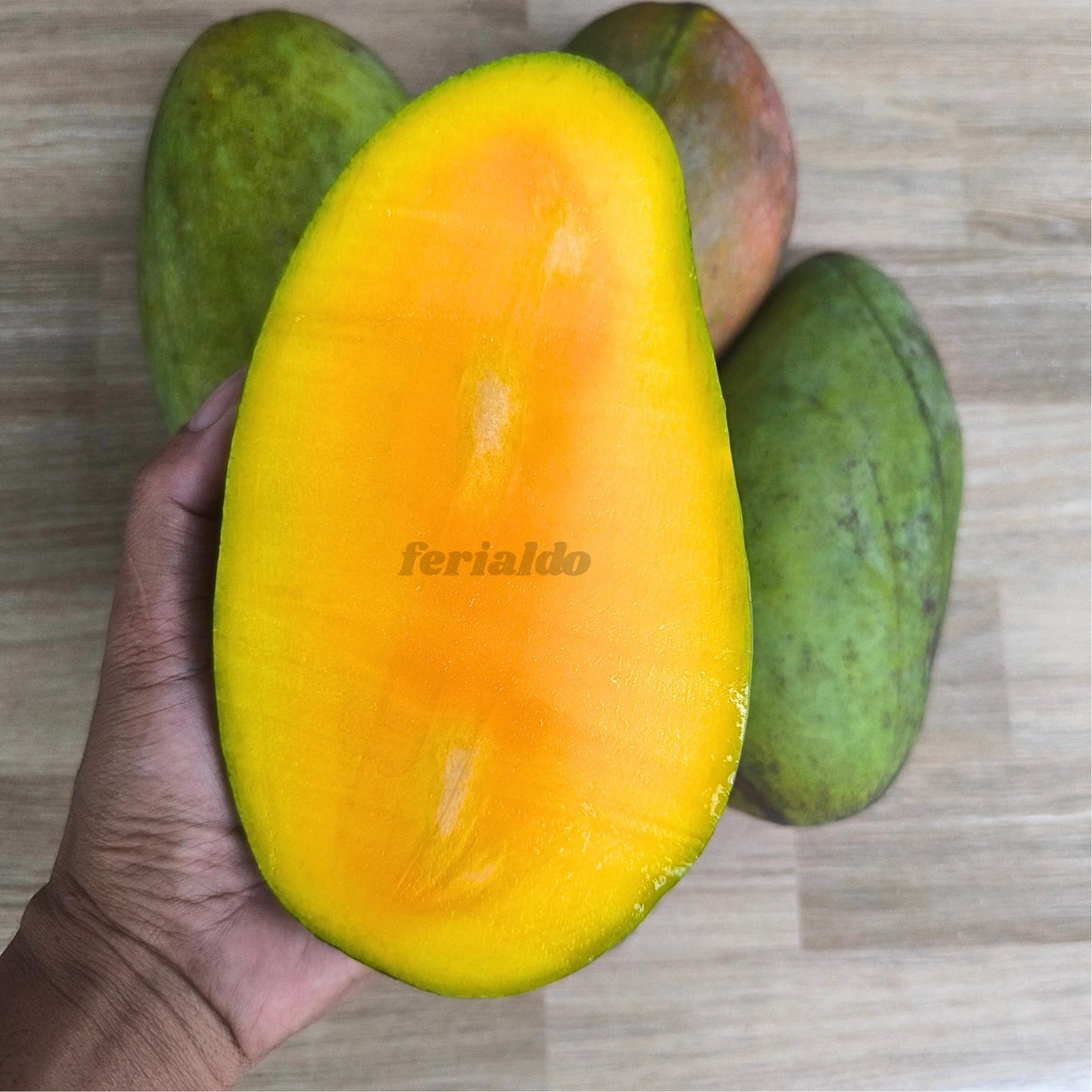 Premium Kiojay Mango Grafted Live Plant (Mangifera indica 'Kiojay') – Rare Exotic Tropical Fruit Tree Sapling (45cm–60cm) [Express Delivery]