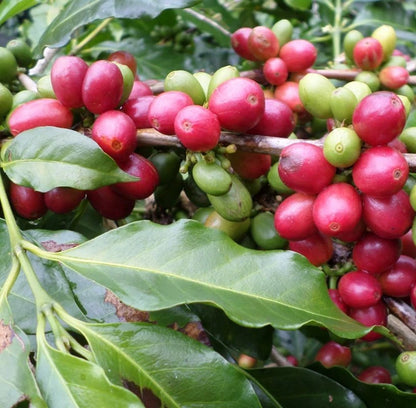 Premium Gayo Coffee Seeds (Coffea arabica 'Gayo') – 120+ Fresh High-Viability Sumatran Arabica Coffee Seeds