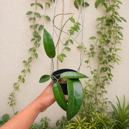 Rare Hoya Stenakei Dark SP Papua Live Plant - Exotic Dark-Flowering Wax Plant