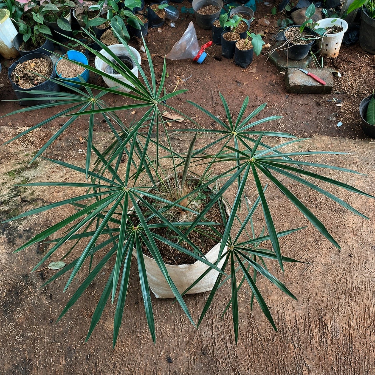 Coccothrinax crinita (Old Man Palm) - Rare Architectural Collector Specimen