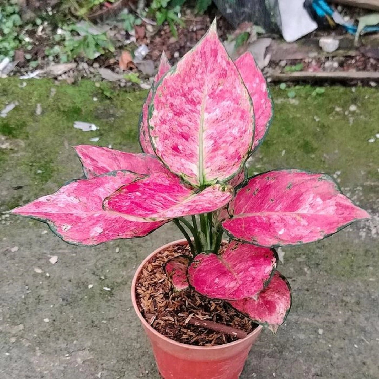 Rare Aglaonema Zolina Live Plant - Exotic Tropical Indoor Houseplant