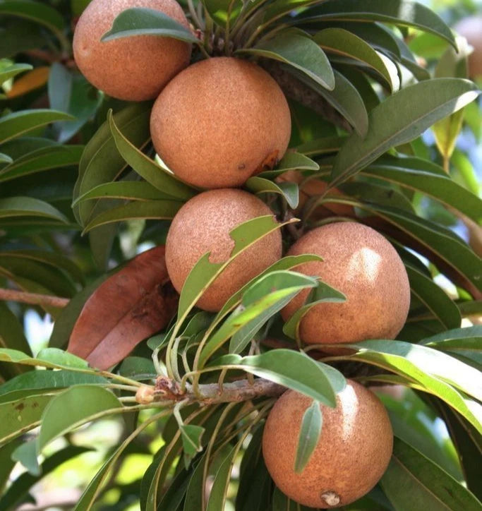Cricket Ball Sapodilla Seeds (Manilkara zapota) – 35+ Premium Large Round Honey-Sweet Chikoo Seeds