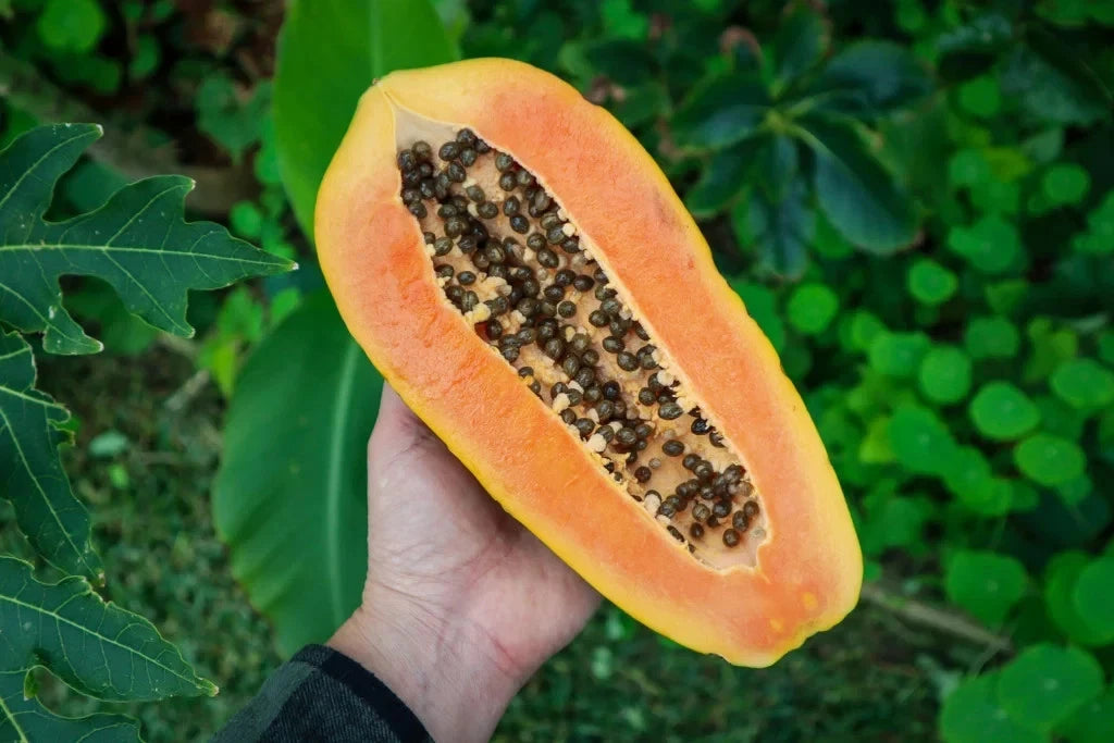 Bulk Meoslaen Papaya Seeds (Carica papaya 'Meoslaen') – 150+ Premium Fresh Rare Exotic Ultra-Sweet Papaya Seeds for Planting