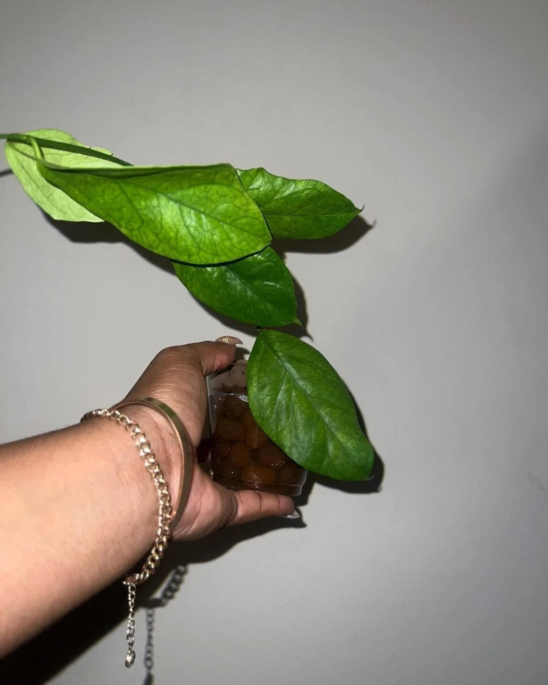 Hoya Chewiorum Sp. Borneo Seeds (Hoya chewiorum / Rare Bornean Tropical Wax Plant Seeds) – Premium Exotic Botanical Specimen Plant Seeds for Planting