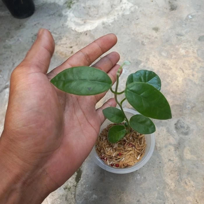 Rare Hoya Eriostemma Sp. Papua Seeds (Hoya sp. Papua) – Exotic Tropical Indoor & Outdoor Wax Plant Seeds for Planting