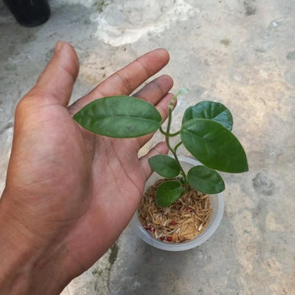 Rare Hoya Eriostemma Sp. Papua Seeds (Hoya sp. Papua) – Exotic Tropical Indoor & Outdoor Wax Plant Seeds for Planting