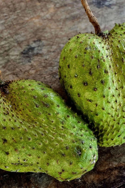 Premium Miami Soursop Seeds (Annona muricata) – Sweet Exotic Guanabana Fruit Seeds for Planting