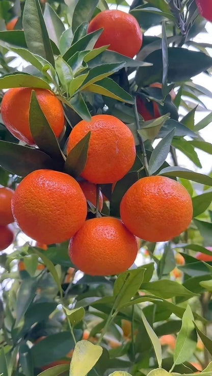 Reikou Orange (Citrus reticulata) – 100 Premium Reiko Mandarin Seeds