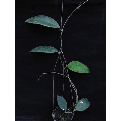Hoya Towutiensis – Rare Tropical Indoor Outdoor Wax Plant Cutting / Starter Plant