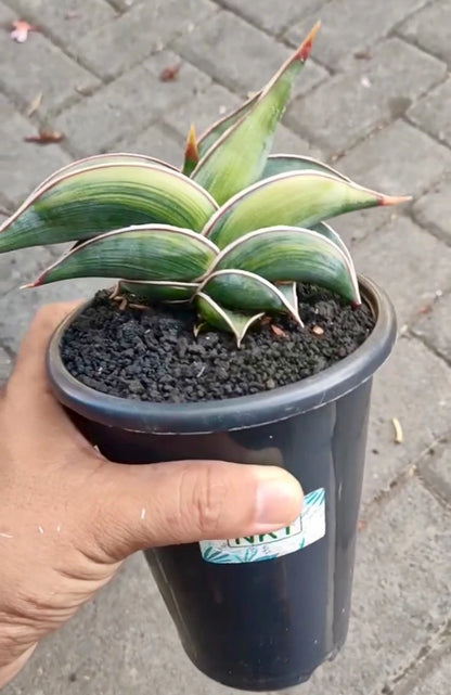 Sansevieria 'Rorida' Variegated - Rare Tropical Snake Plant