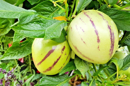Golden Pepino Melon Seeds (Solanum muricatum) – 1.000+ Premium Heirloom Sweet Golden Pepino Melon Seeds for Planting