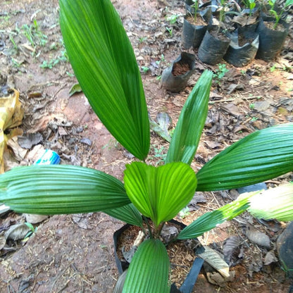 Licuala grandis (Ruffled Fan Palm) – Iconic Rare Tropical Indoor Palm