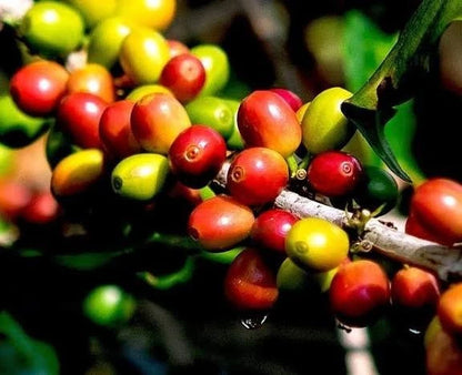 Typica Sumatra Coffee Seeds (Coffea arabica var. Typica Sumatra) – Premium Heirloom Indonesian Specialty Coffee Bean Seeds for Planting (100 Pcs)