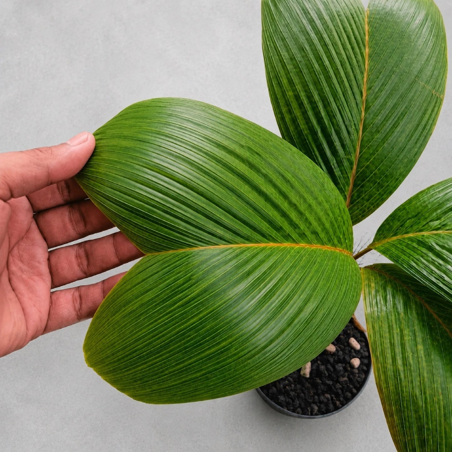 Verschaffeltia splendida (Seychelles Stilt Palm) - Rare Tropical Specimen