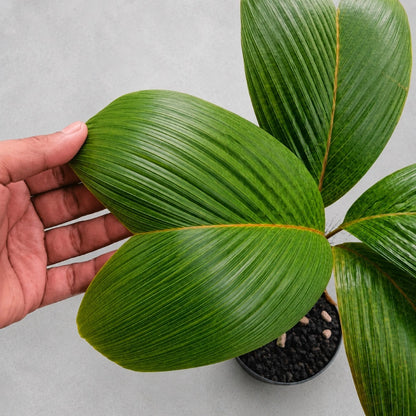 Verschaffeltia splendida (Seychelles Stilt Palm) - Rare Tropical Specimen