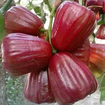 Bajang Leang Wax Apple (Jambu Bajang Leang) - Premium Grafted Fruit Tree