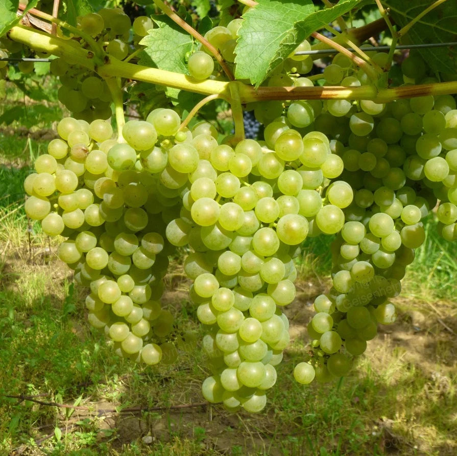Saphira Grape Seeds (Vitis vinifera var. Saphira) – Premium Certified High-Yield Specialty Sweet Table Grape Vine Seeds for Planting (100 Pcs)
