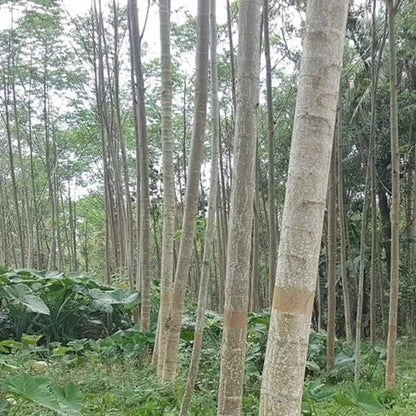 Premium Red Albizia Sengon Seeds (Albizia chinensis var. Smithiana) – Fast-Growing Exotic Timber & Shade Tree Seeds for Planting (100+ Pcs)