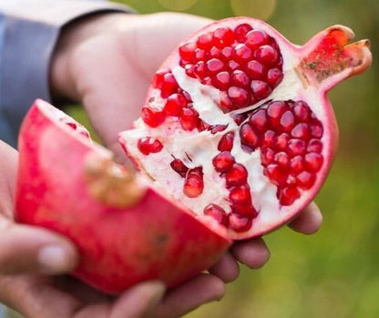 Wonderful Pomegranate 2000+ Seeds (Punica granatum) – Premium Bulk Fruit Seeds for Planting, Orchards, and Homestead Cultivation