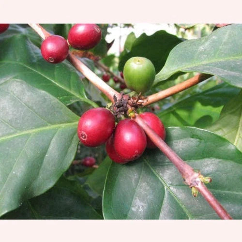 Mundo Novo Coffee Seeds (Coffea arabica / 120+ High-Yield Arabica Coffee Bean Seeds) – Premium Exotic Botanical Specimen Plant Seeds for Planting