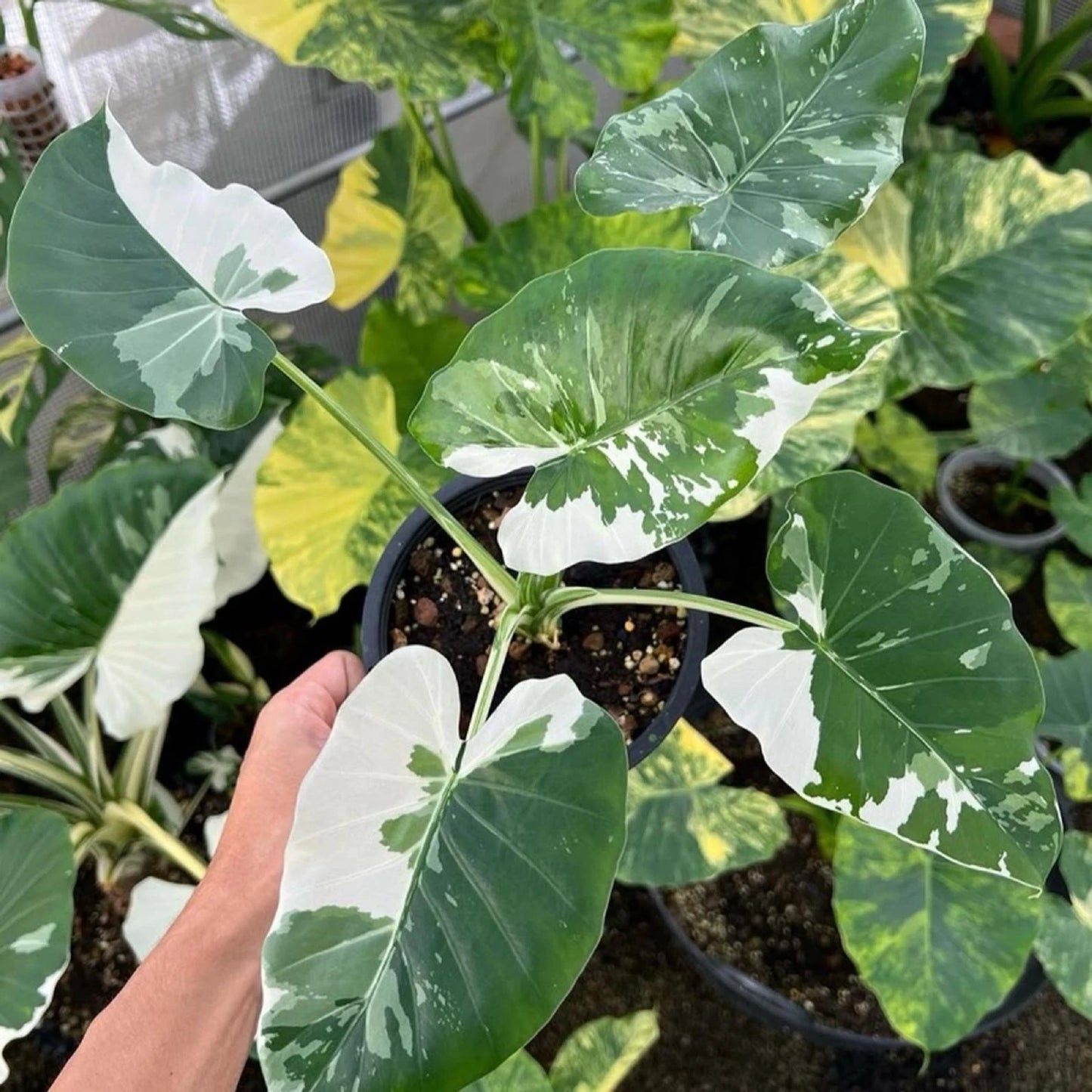 Alocasia Odora 'Okinawa Silver' - Rare Silver Variegated Aroid