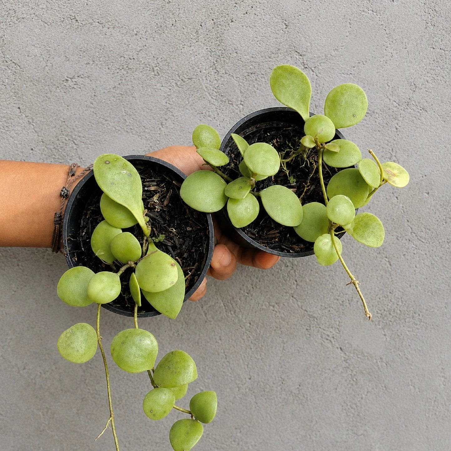 Rare Hoya Incurvula Live Plant - Premium Exotic Tropical Wax Plant Houseplant