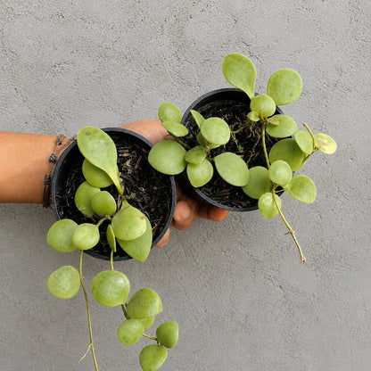 Rare Hoya Incurvula Live Plant - Premium Exotic Tropical Wax Plant Houseplant