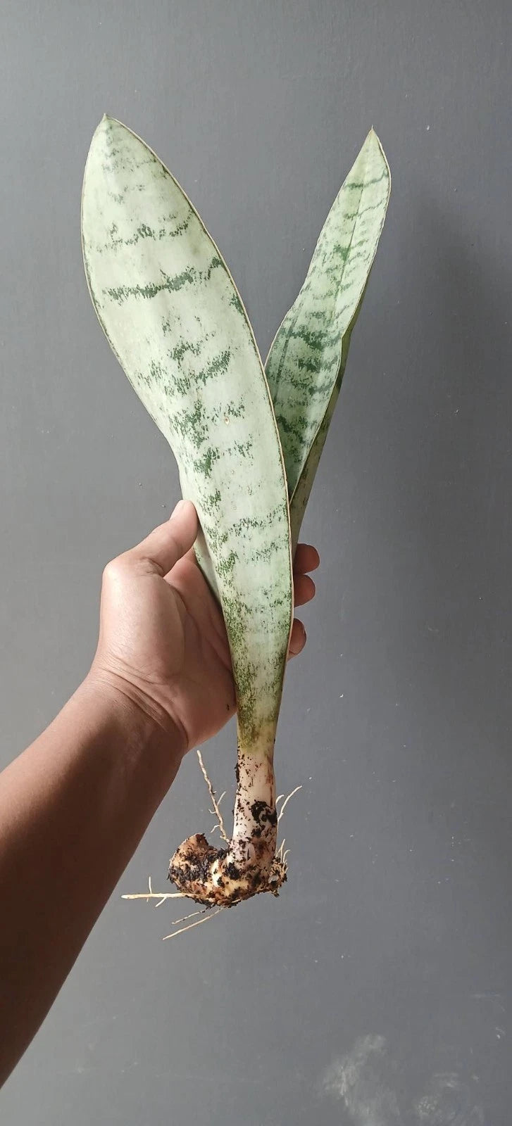 Sansevieria Aubrytiana 'Silver' – Rare Tropical Silver Variegated Snake Plant Indoor Living Specimen