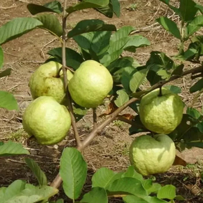 250+ Red Crystal Guava Seeds (Psidium guajava L.) – Premium Sweet Exotic Pink-Fleshed Fruit Tree & Orchard Seeds for Planting