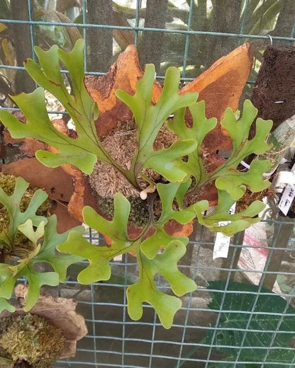 Rare Platycerium Ridleyi - Premium Tropical Staghorn Fern Collector's Plant