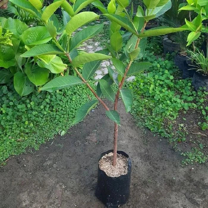 Premium Grafted Jambu Air Citra Live Plant – Elite Red Indonesian Water Apple Tree Seedling, Established and Ready to Grow in Pot