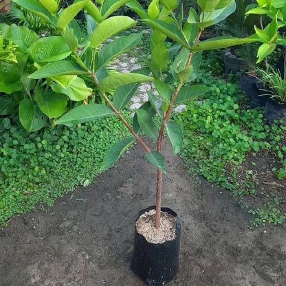 Premium Grafted Jambu Air Citra Live Plant – Elite Red Indonesian Water Apple Tree Seedling, Established and Ready to Grow in Pot