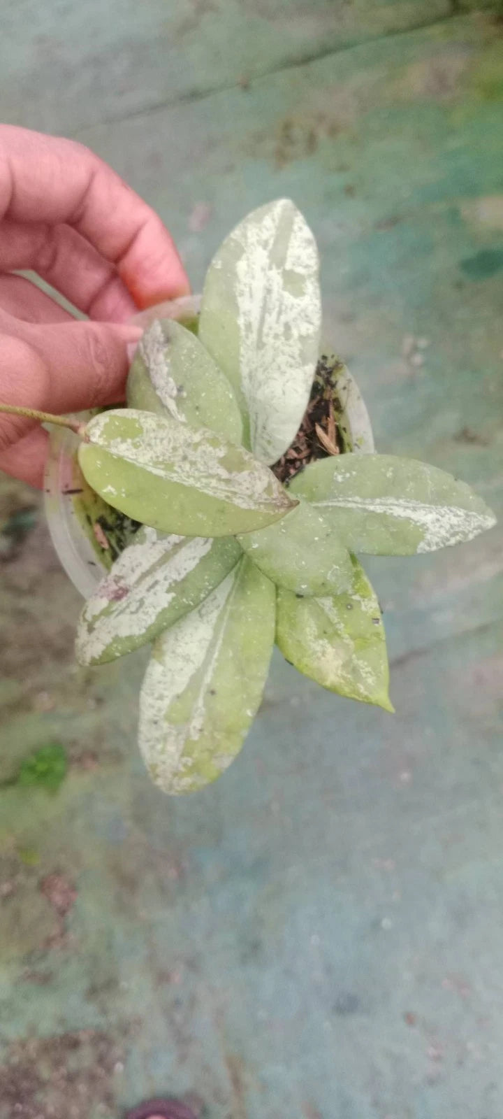 Hoya Scortechinii Silver Splash Rare Tropical Wax Plant (Rare Exotic Epiphytic Vine Specimen) – Premium Botanical Houseplant Seeds & Cuttings for Growing