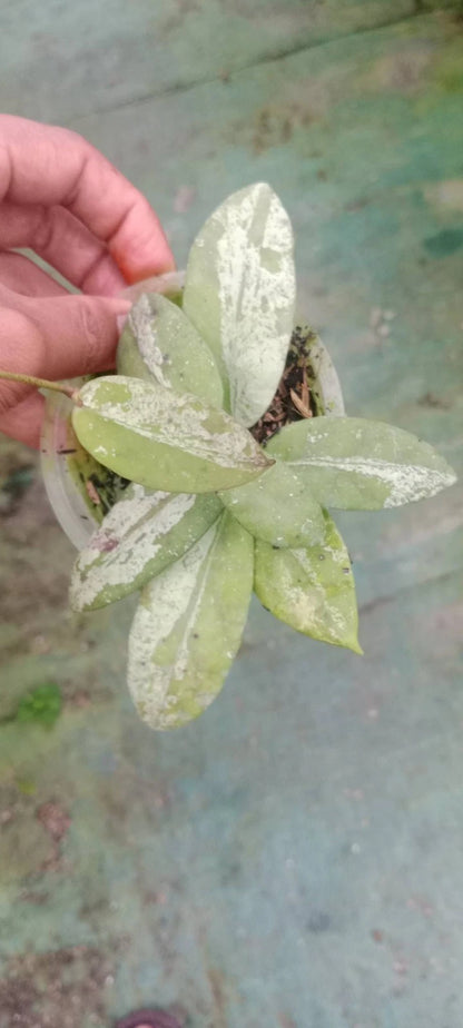 Hoya Scortechinii Silver Splash Rare Tropical Wax Plant (Rare Exotic Epiphytic Vine Specimen) – Premium Botanical Houseplant Seeds & Cuttings for Growing