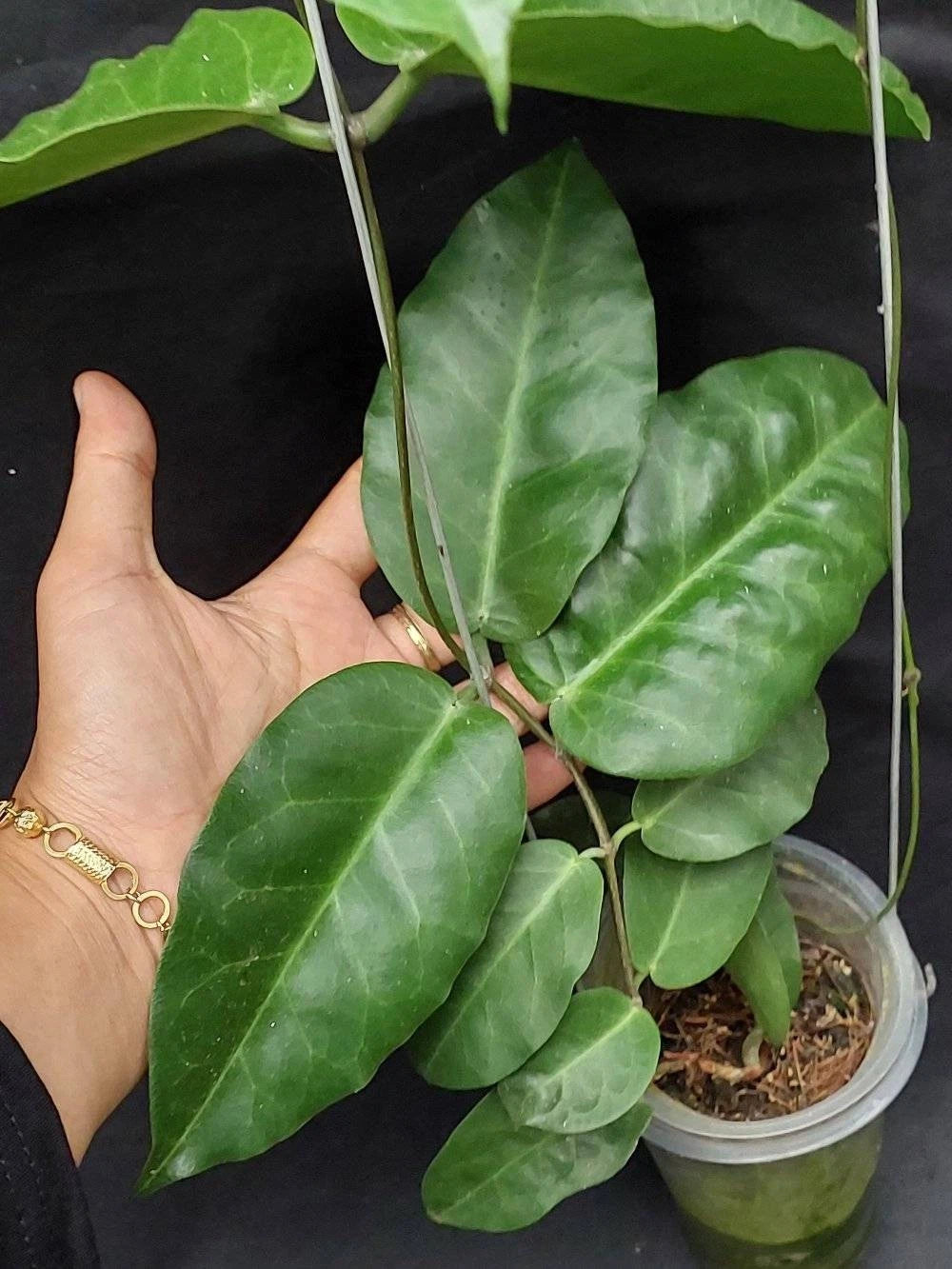 Hoya megalaster 'Ubiyau' (Wax Plant) – Premium Rare Live Tropical Indoor Houseplant in 4" Pot (Large Glossy Foliage & Vibrant Blooms)