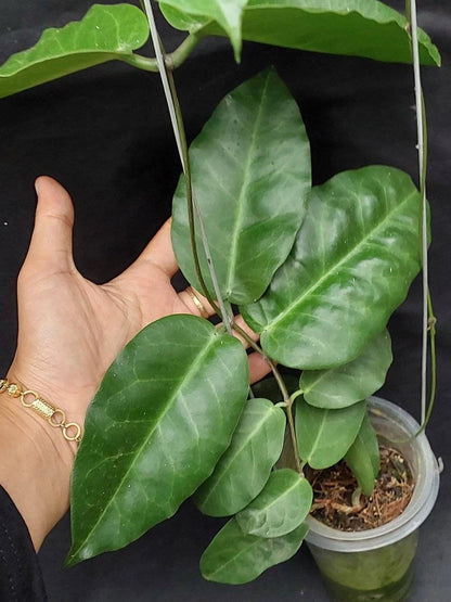 Hoya megalaster 'Ubiyau' (Wax Plant) – Premium Rare Live Tropical Indoor Houseplant in 4" Pot (Large Glossy Foliage & Vibrant Blooms)