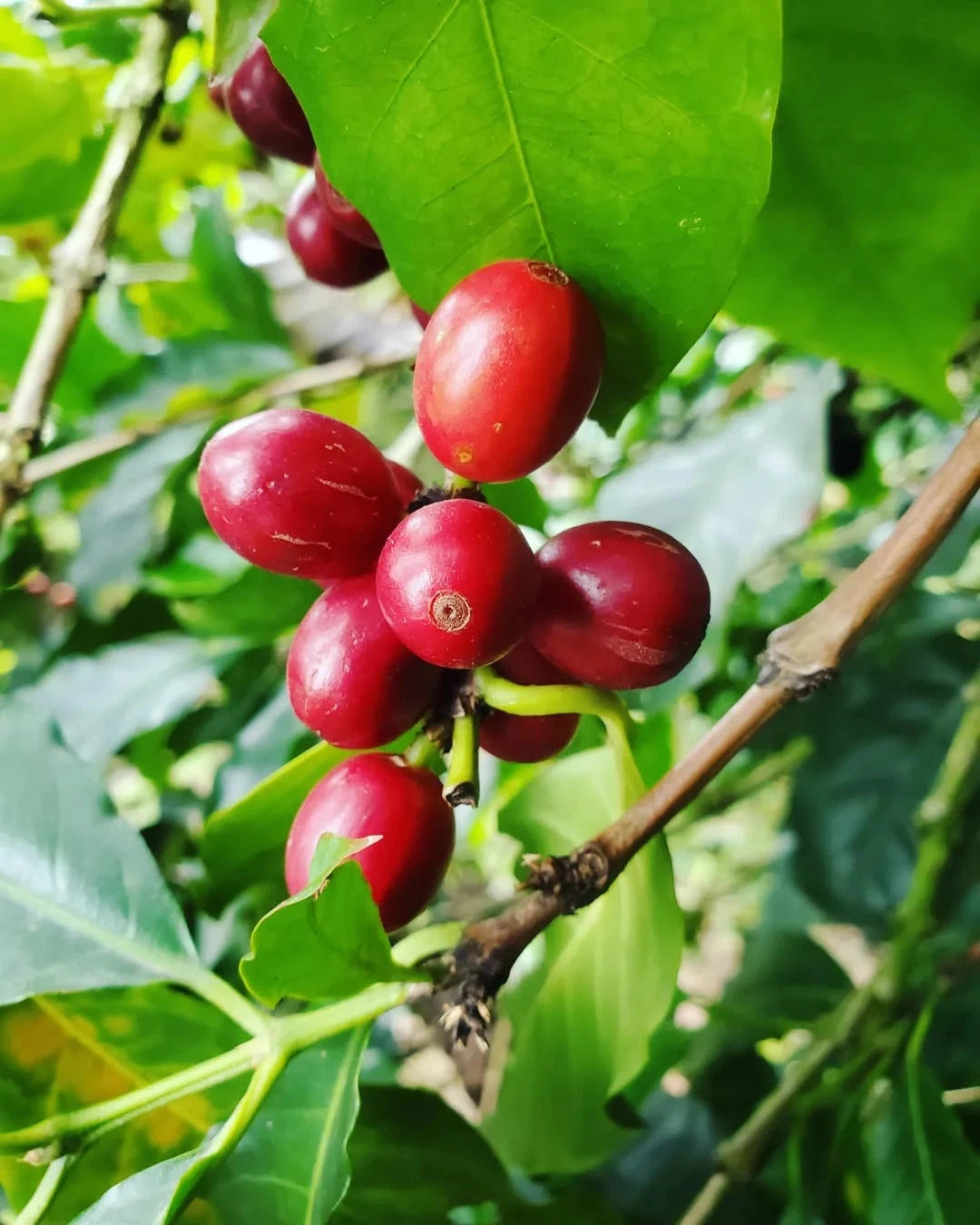 Pink Bourbon Coffee Seeds (Coffea arabica var. Bourbon Rosado) – Premium Certified Rare Specialty Gourmet Coffee Bean Seeds for Planting (120 Pcs)