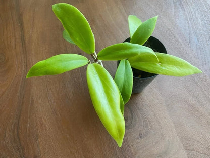 Hoya Ilagiorum Seeds (Hoya ilagiorum / Rare Philippine Tropical Wax Plant Seeds) – Premium Exotic Botanical Specimen Plant Seeds for Planting