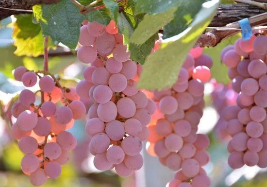 Koshu Grape Seeds (Vitis vinifera) – 100 Premium Authentic Japanese Pink-Skin Wine & Table Grape Seeds
