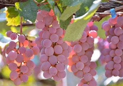 Koshu Grape Seeds (Vitis vinifera) – 100 Premium Authentic Japanese Pink-Skin Wine & Table Grape Seeds