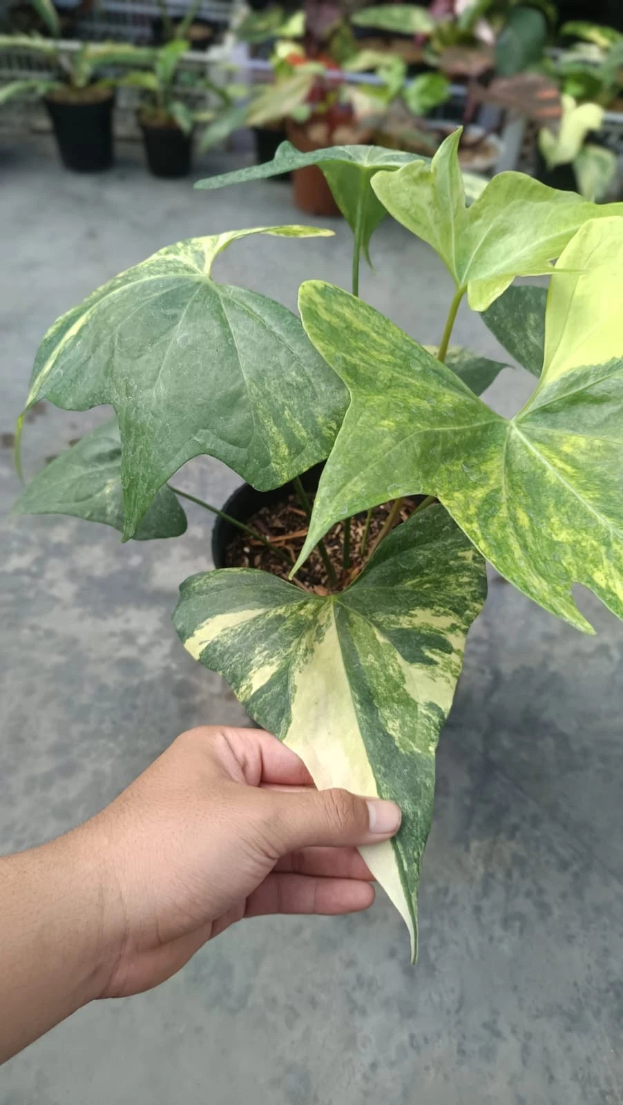Rare Anthurium Pterodactyl Variegated (6 Leaves) - Premium Real Picture Exotic Tropical Plant