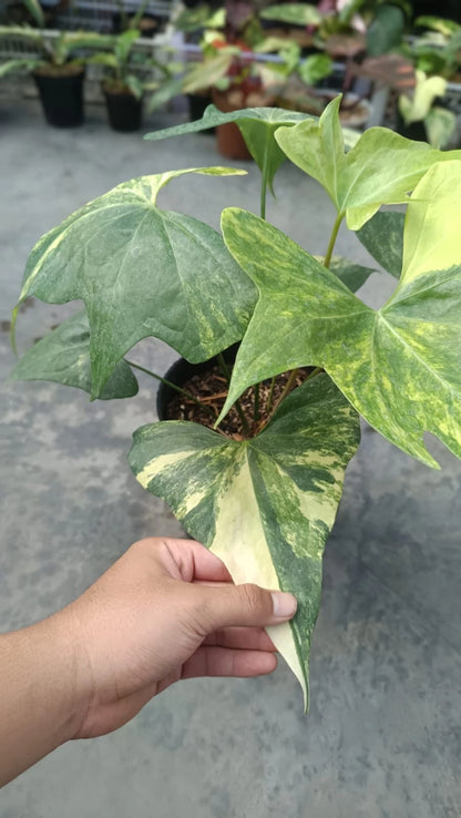 Rare Anthurium Pterodactyl Variegated (6 Leaves) - Premium Real Picture Exotic Tropical Plant
